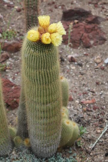 Parodia leninghausii x P. claviceps