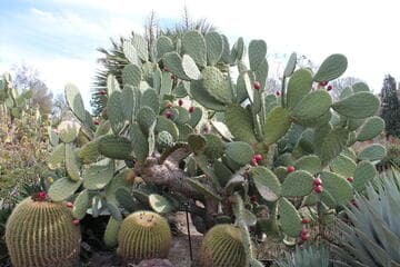 Opuntia megacantha