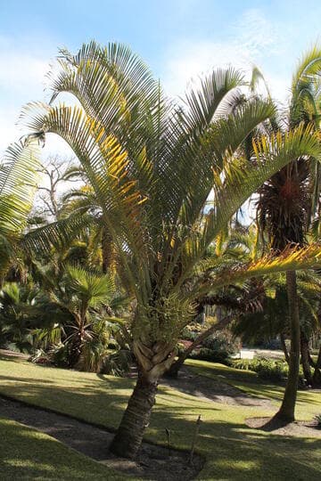 Neodypsis decaryi