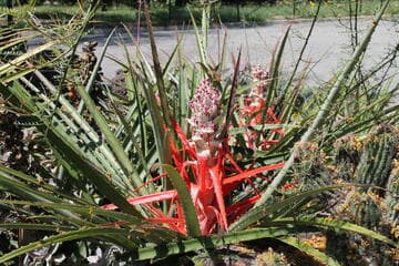 Bromelia balansae