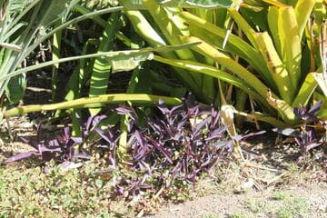 Tradescantia pallida 'Purpurea'