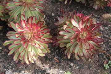 Aeonium 'Mardi Gras'
