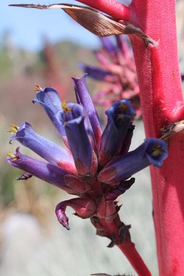 Puya coerulea