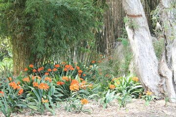 Clivia miniata (open hybrid)