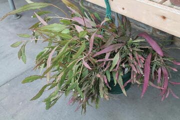 Kimnachia ramulosa ssp. ramulosa