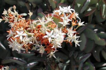 Crassula arborescens