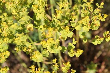 Euphorbia 'Dean's Hybrid'