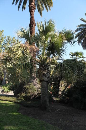 Sabal palmetto