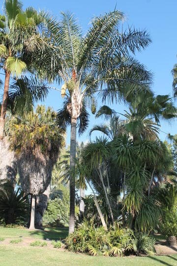 Syagrus romanzoffiana
