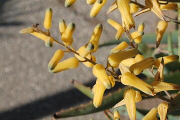 Aloe hildebrandtii