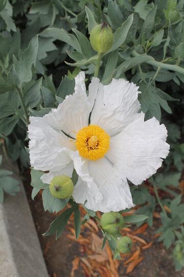 Romneya coulteri 'White Cloud'