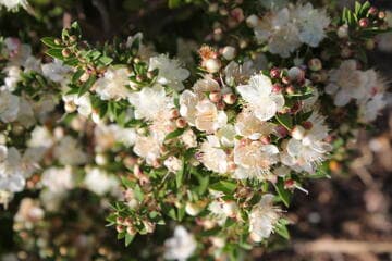 Myrtus communis 'Compacta'