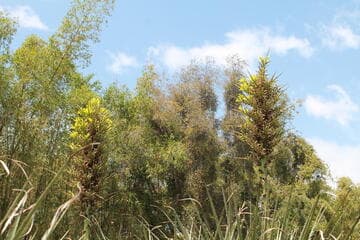 Puya chilensis