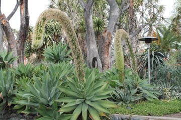 Agave attenuata 'Boutin Blue'
