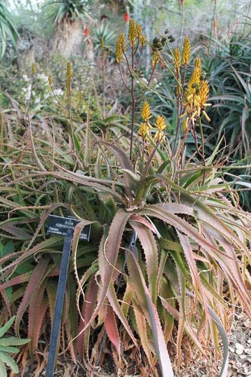 Aloe rubroviolacea