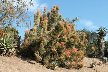 Euphorbia tirucalli 'Sticks on Fire'