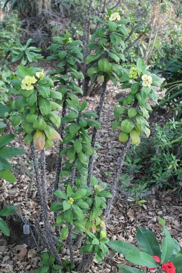 Euphorbia milii 'Thai Yellow'