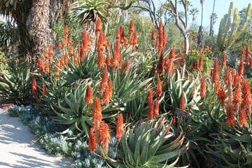 Aloe x principis