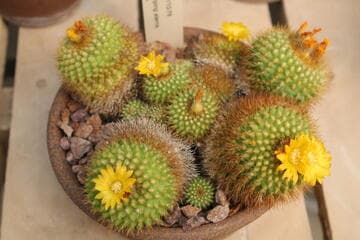 Parodia saint-pieana