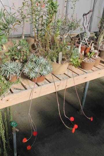 Senecio mweroensis ssp. saginatus