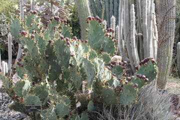 Opuntia monacantha