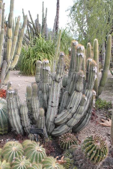 Pilosocereus chrysacanthus