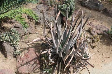 Aloe suzannae