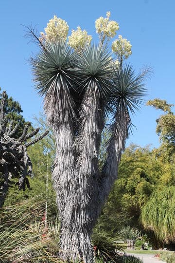 Yucca rigida