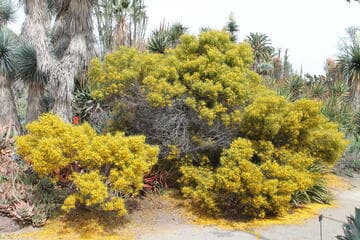 Cassia wislizeni