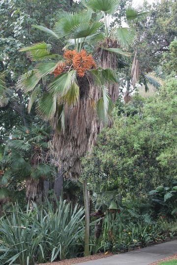 Trachycarpus martianus