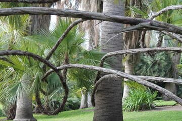Acoelorrhaphe wrightii