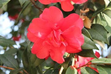 Camellia japonica 'Hit Parade'