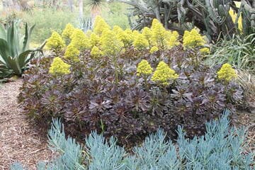 Aeonium 'Plum Purdy'