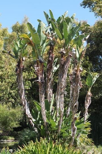 Strelitzia caudata