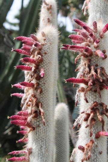 Cleistocactus strausii hybrid