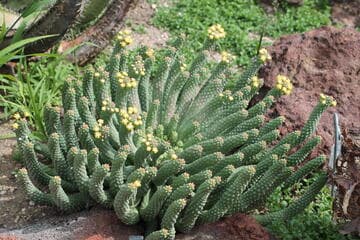 Euphorbia esculenta
