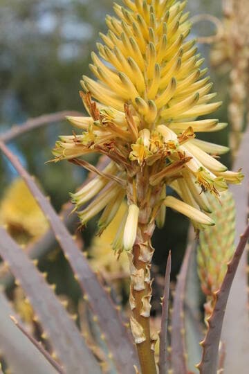 Aloe arborescens