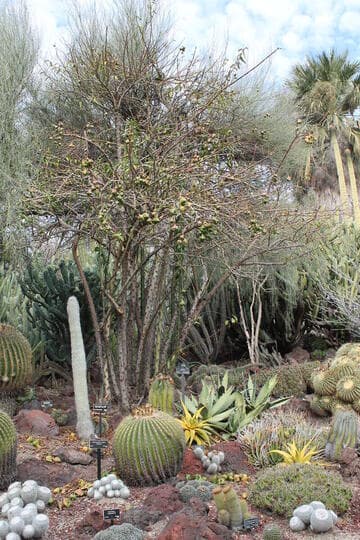 Pereskia grandifolia