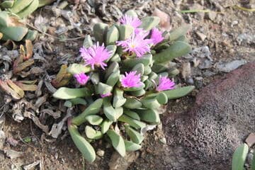 Cheiridopsis purpurea