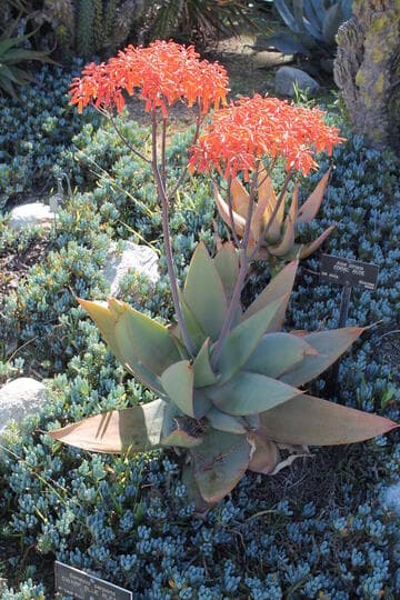 Aloe striata
