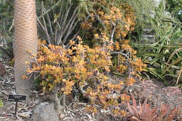 Crassula ovata 'Hummel's Sunset'