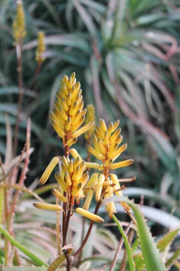 Aloe rubroviolacea