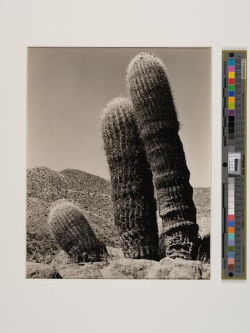 Barrel Cactus, Colorado Desert