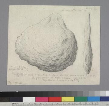 Nugget of gold from the S. Fork of the American R