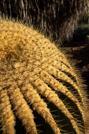 Echinocactus grusonii