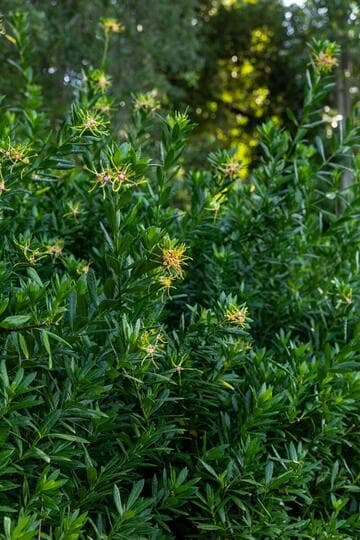 Strophanthus speciosus