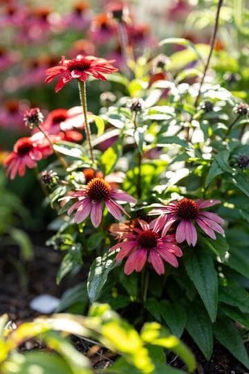 Echinacea [Panama™ Red]