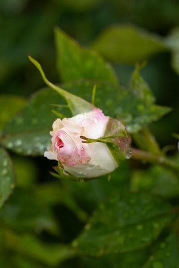 Rosa 'Huntington Pink Ice'