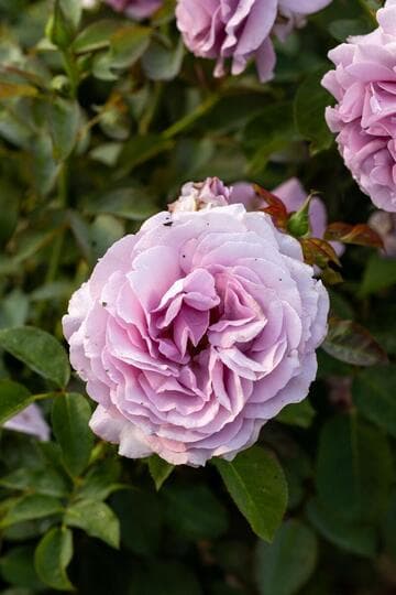 Rosa 'Love Song'