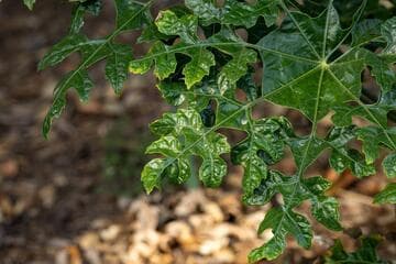 Trevesia palmata 'Micholitzii'